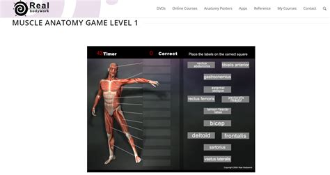 fun with anatomy|all purpose games anatomy.